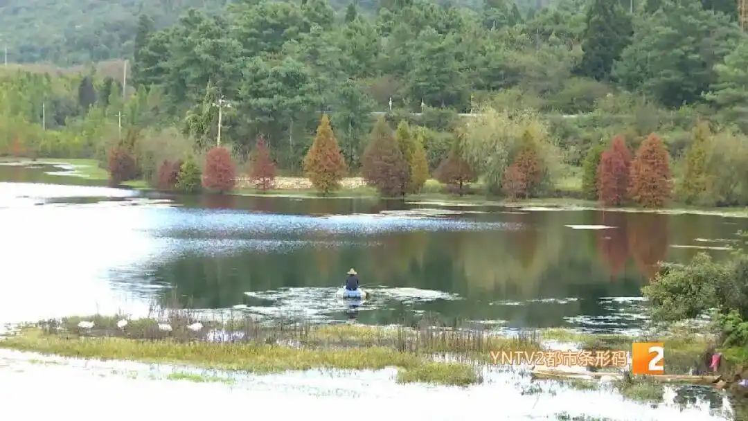 美得像油画！昆明这个热门景点即将迎来颜值巅峰！快来打卡！