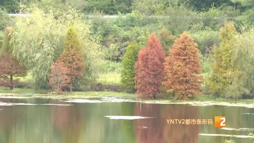 美得像油画！昆明这个热门景点即将迎来颜值巅峰！快来打卡！