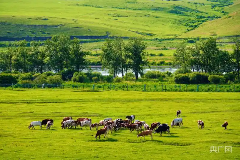 呼伦贝尔近1亿亩草原落实休牧政策