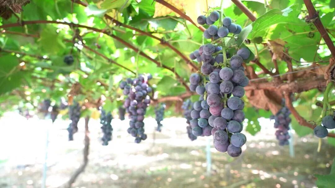 秋游河北悦山河｜2025石家庄秋冬“好玩儿”目的地清单发布！一起去嗨皮吧