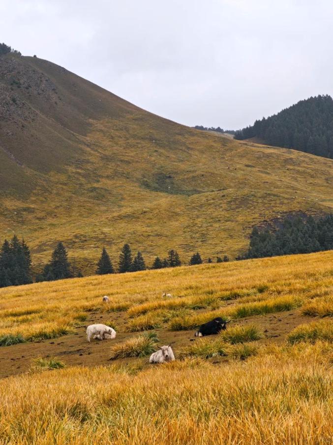 我的武威旅行日记 ‖ 武威旅游的体验感超好！假期正确决定√