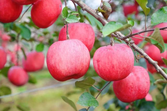 没有对手！烟台，现实中的“仙境之城”！