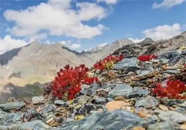 九寨沟会有高原反应怎么办？提前准备什么才能避免高反？抗高反红景天TOP10公布