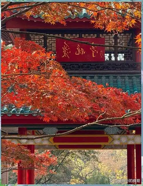 长沙秋韵：邂逅最美星城，解锁十大必打卡景点