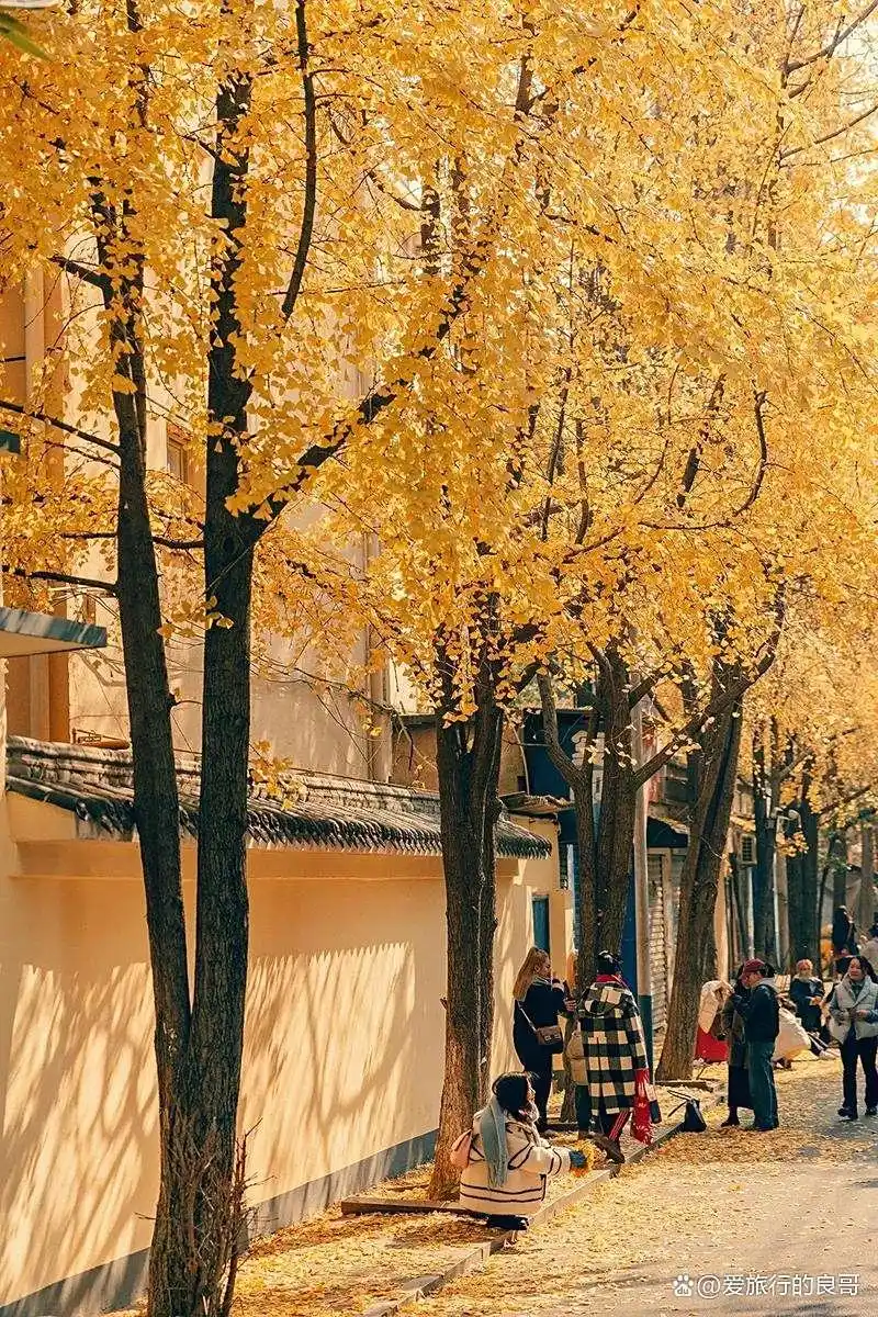 长沙秋韵：邂逅最美星城，解锁十大必打卡景点