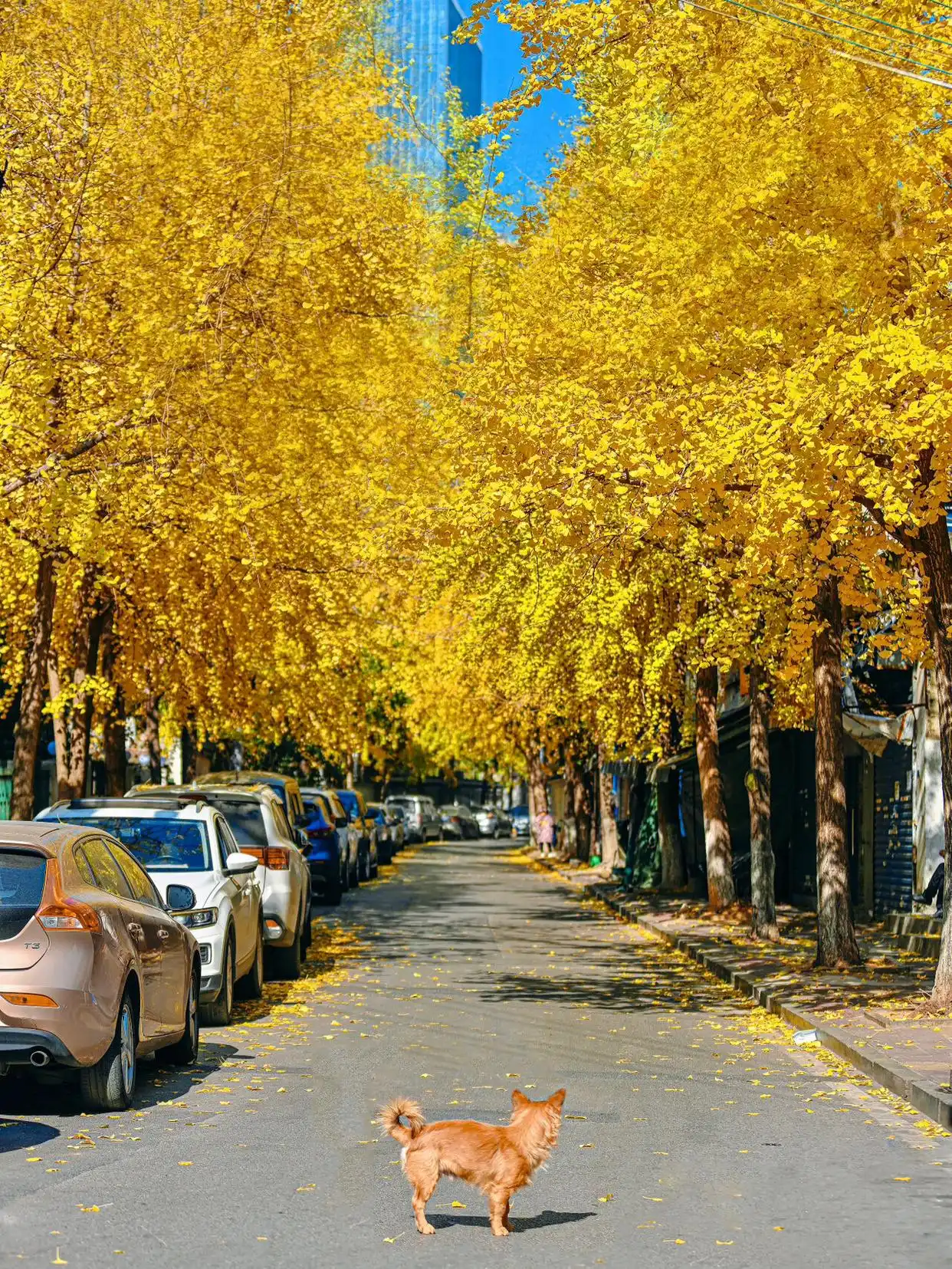 长沙秋韵：邂逅最美星城，解锁十大必打卡景点