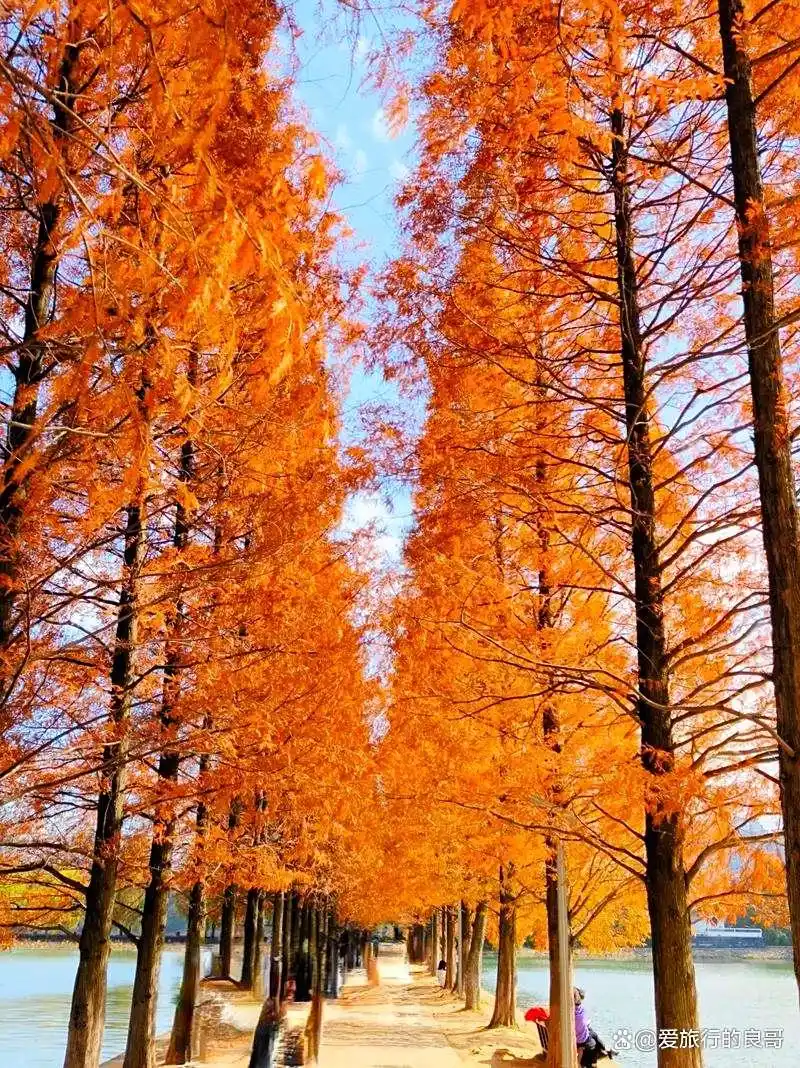长沙秋韵：邂逅最美星城，解锁十大必打卡景点
