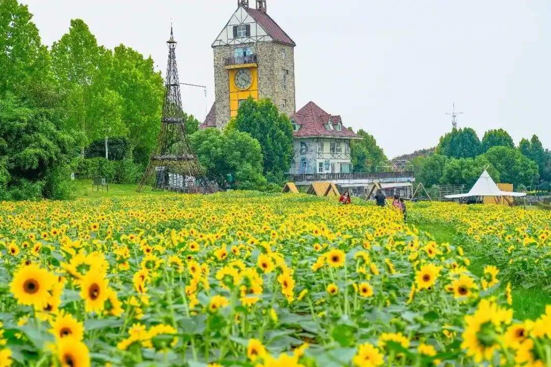 武汉一4A级景区出租智慧菜地：可在线看田，一键远程浇水，一家人都免门票