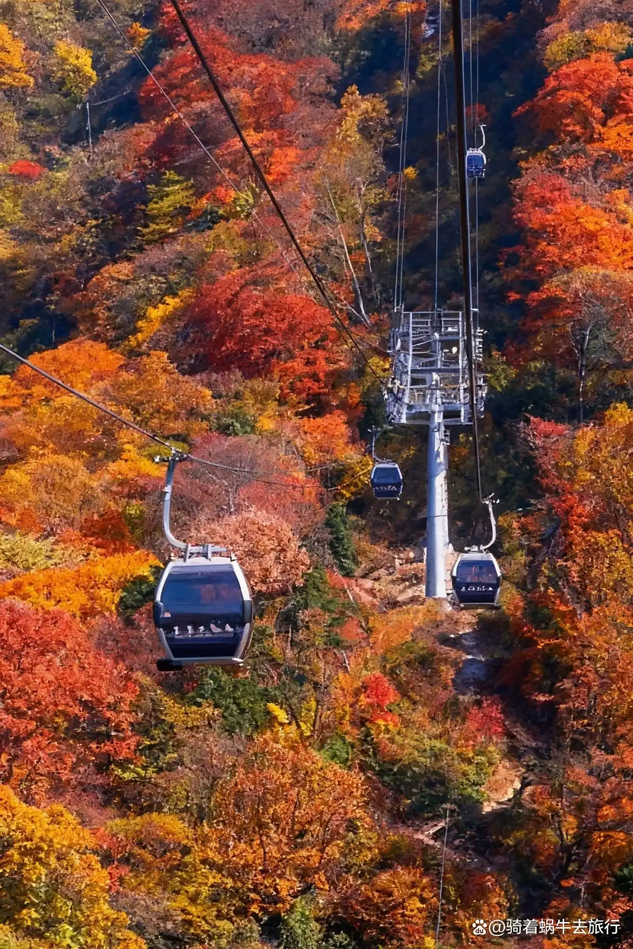 救命！光雾山的秋天真的美哭我了～