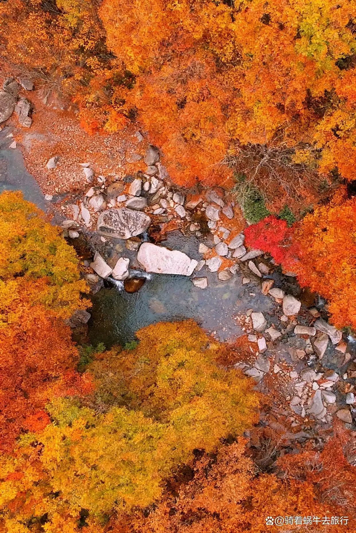 救命！光雾山的秋天真的美哭我了～
