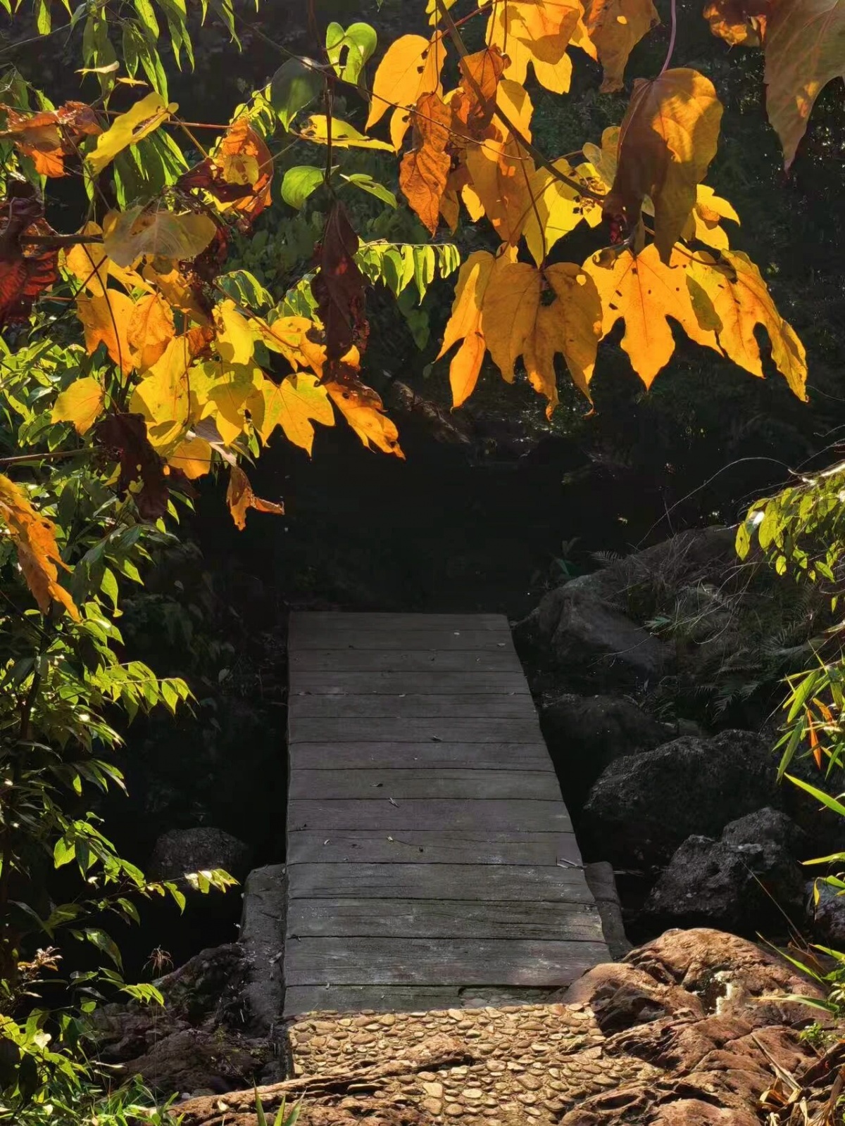 重阳节登高正当时！广西这些赏秋地，视野绝了！