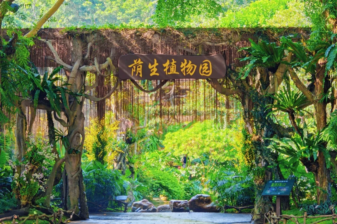 重阳节登高正当时！广西这些赏秋地，视野绝了！