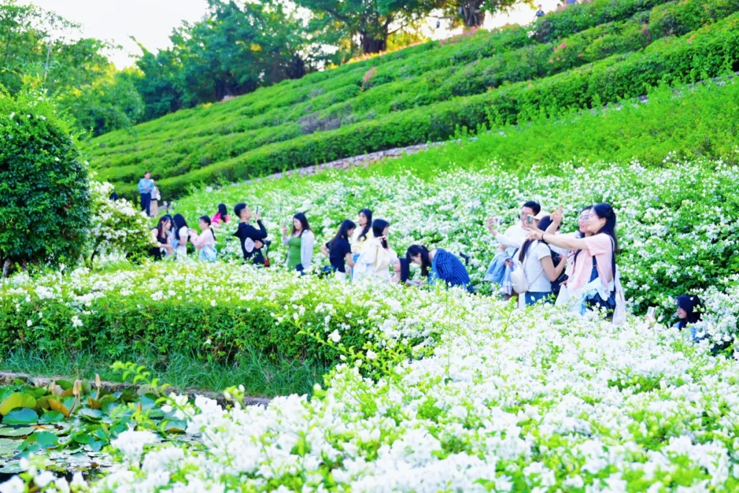 重阳节登高正当时！广西这些赏秋地，视野绝了！