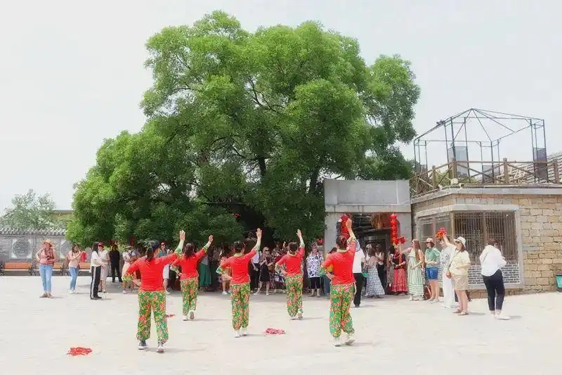 南非考察团“沉浸式”体验中国民俗！古槐路探秘→秧歌狂欢→茶山慢生活