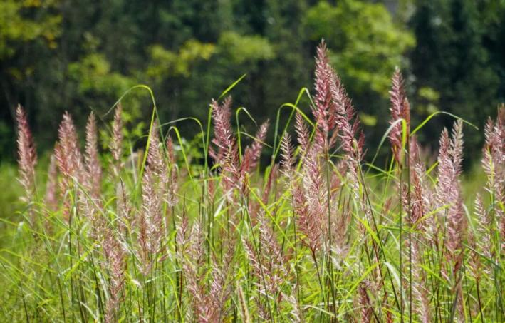 长沙这些小众景点被严重低估了，人少景美还免费，看看你去过几个