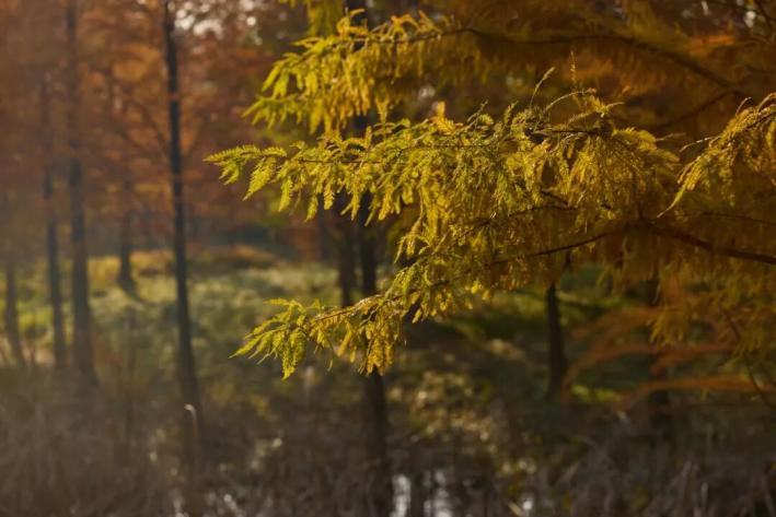 长沙这些小众景点被严重低估了，人少景美还免费，看看你去过几个