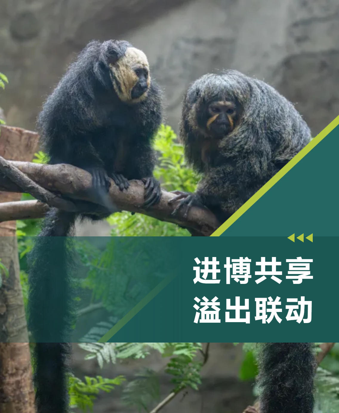 上海动物园进博会期间对持证人员提供门票八折优惠