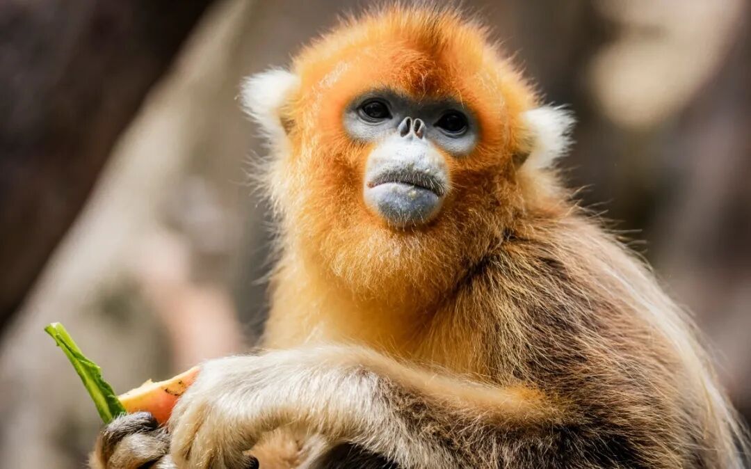 上海动物园进博会期间对持证人员提供门票八折优惠