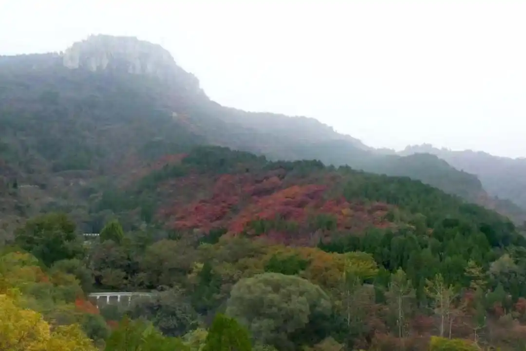 赏红叶游古城，周末近郊游迎来小高峰