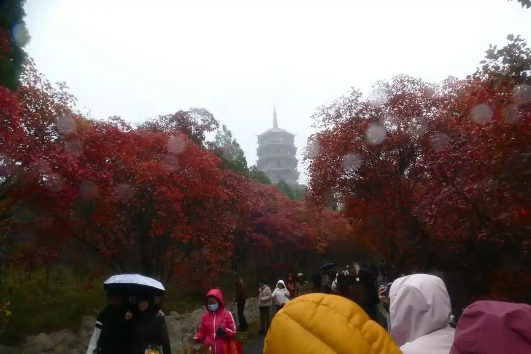 赏红叶游古城，周末近郊游迎来小高峰