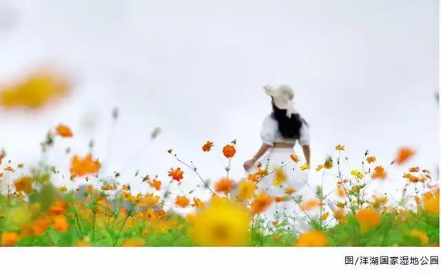 秋日限定！长沙这片300亩“油画花海”美到窒息，人少免票超出片