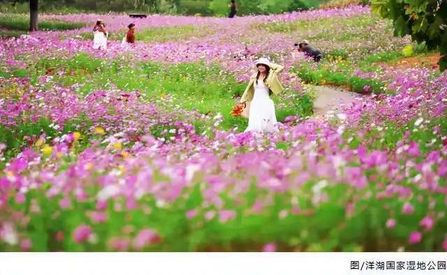 秋日限定！长沙这片300亩“油画花海”美到窒息，人少免票超出片