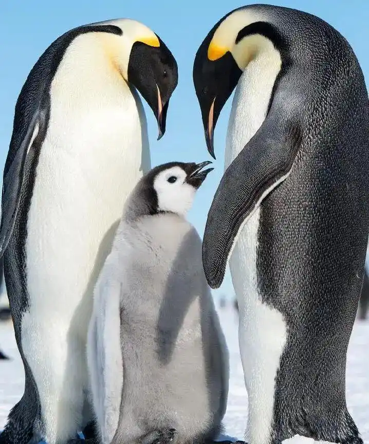 南极旅游价格从20万跌至5万？旅行社回应