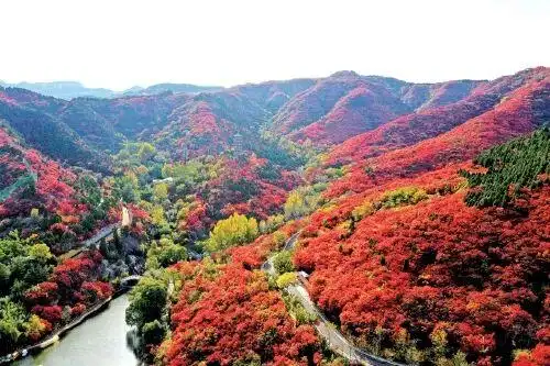 进入最佳观赏期！九如山&红叶谷&灵岩寺周末游玩指南送达→