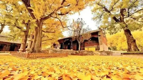 进入最佳观赏期！九如山&amp;红叶谷&amp;灵岩寺周末游玩指南送达→