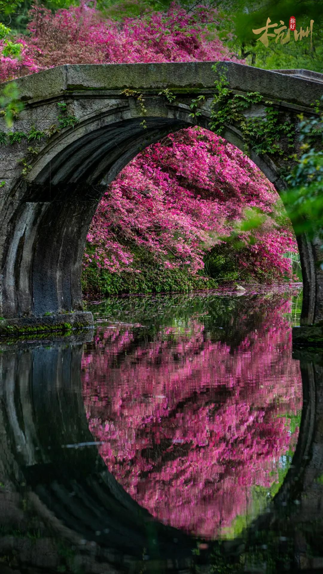 西湖秘境！低调了800年，美出了新高度！你有打卡心得吗