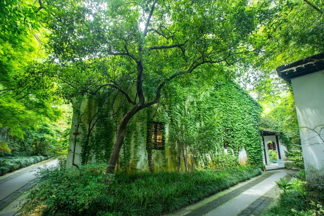 西湖秘境！低调了800年，美出了新高度！你有打卡心得吗