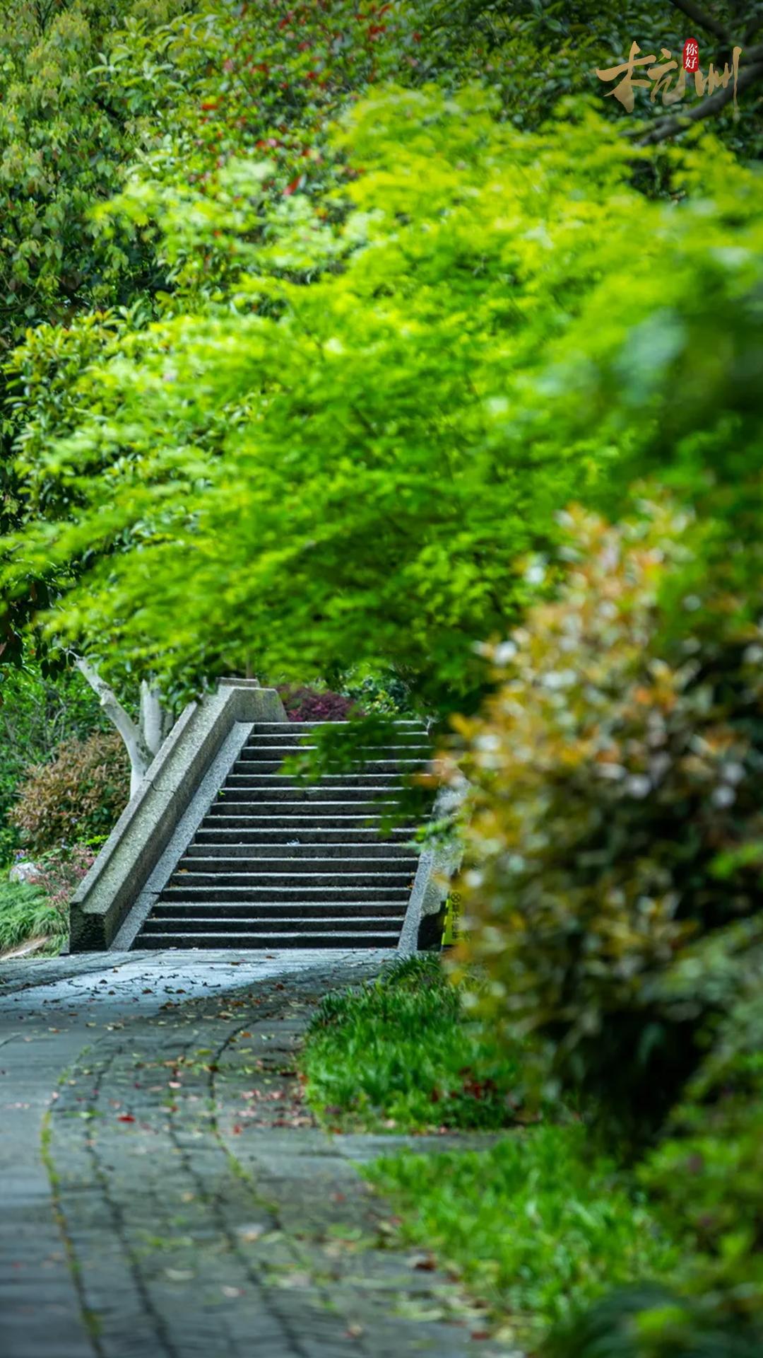 西湖秘境！低调了800年，美出了新高度！你有打卡心得吗
