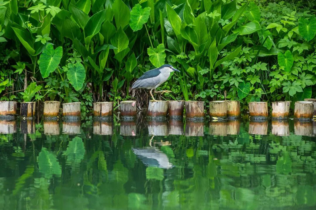 西湖秘境！低调了800年，美出了新高度！你有打卡心得吗