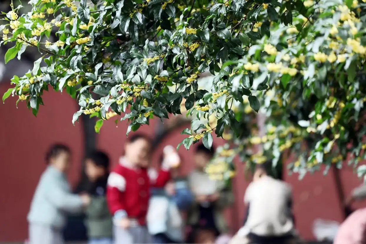 杭州：西湖边邂逅“红墙桂香”