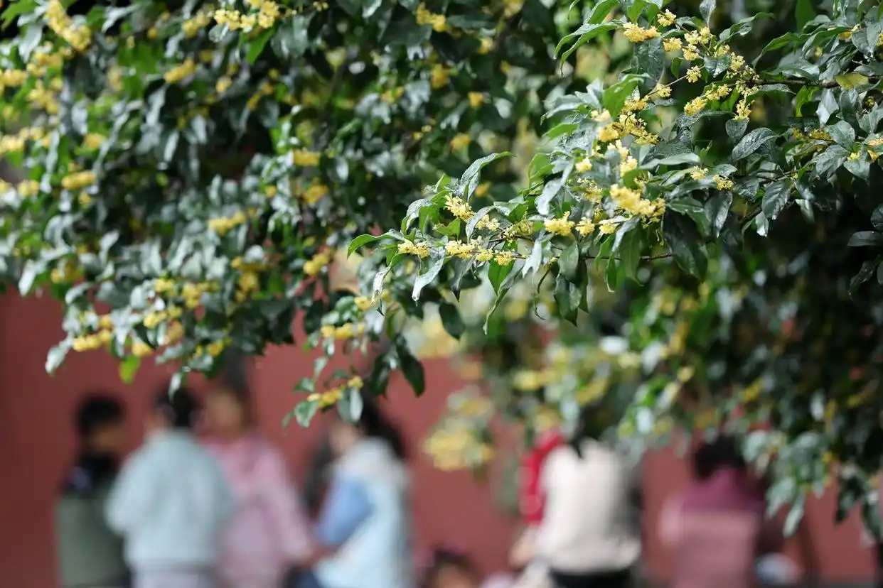 杭州：西湖边邂逅“红墙桂香”