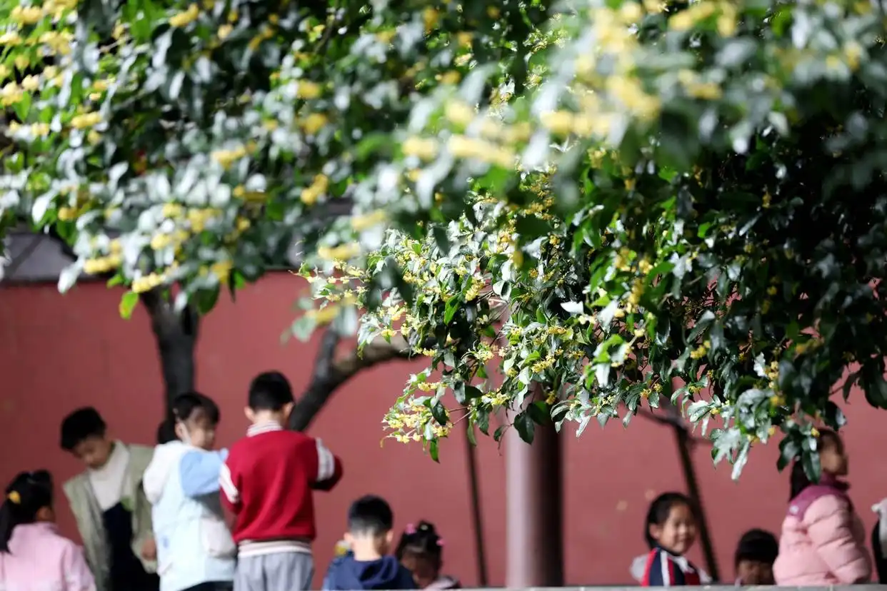 杭州：西湖边邂逅“红墙桂香”