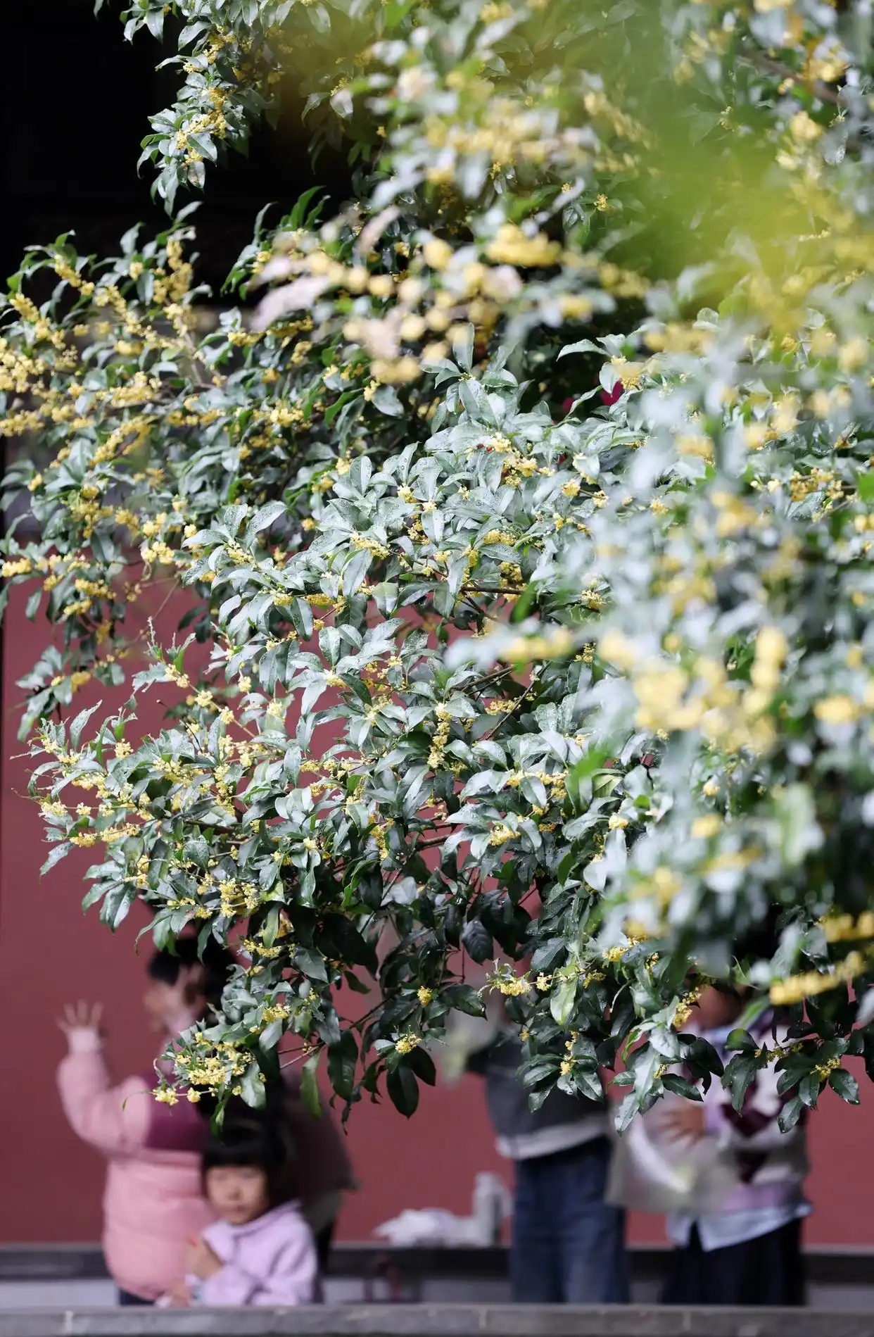 杭州：西湖边邂逅“红墙桂香”