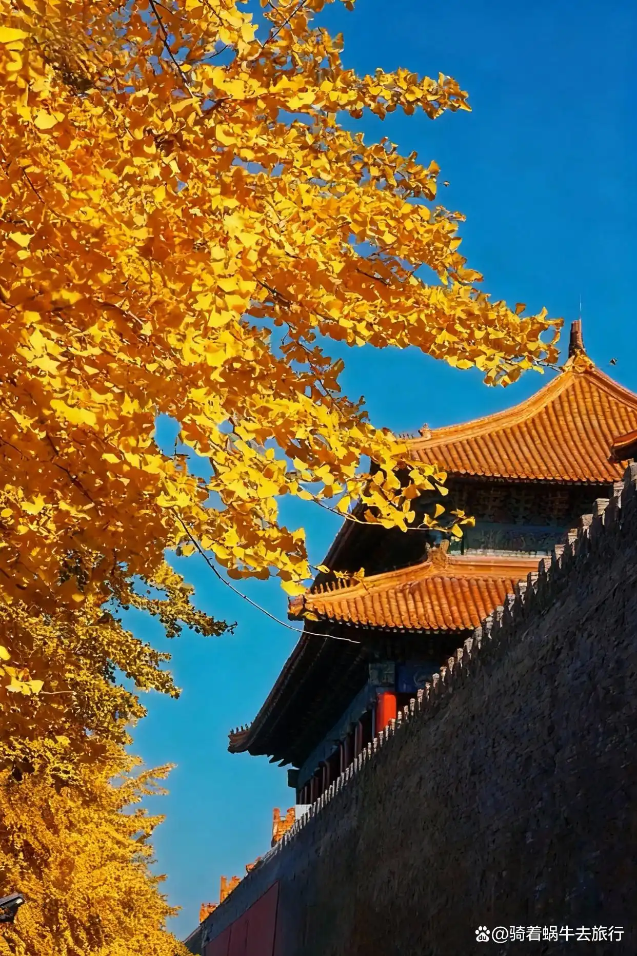 北平的秋天，简直是人间天堂plus版！