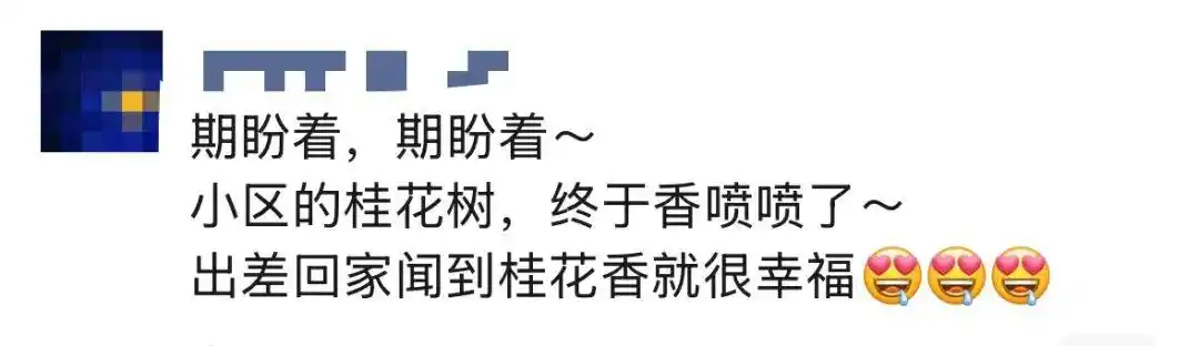 杭州怎么这么香！一夜之间全开了，这里“爆发式”绽放