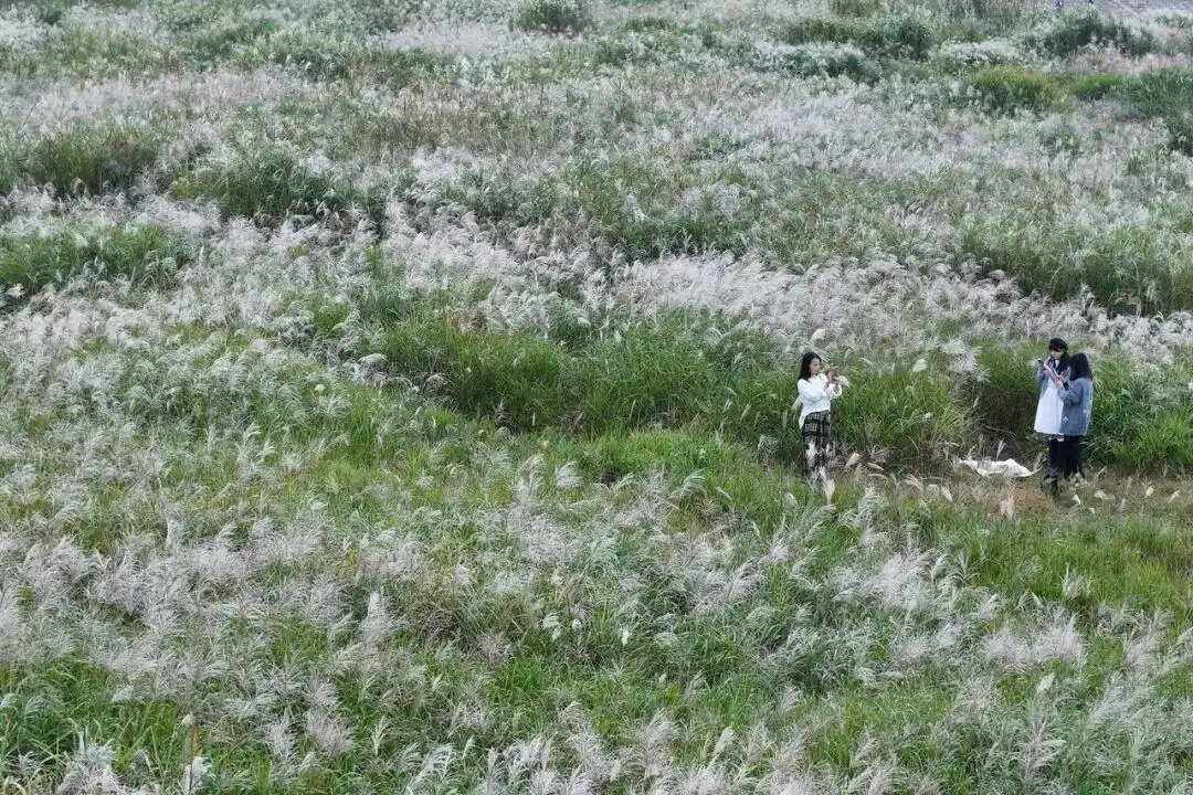 杭州怎么这么香！一夜之间全开了，这里“爆发式”绽放