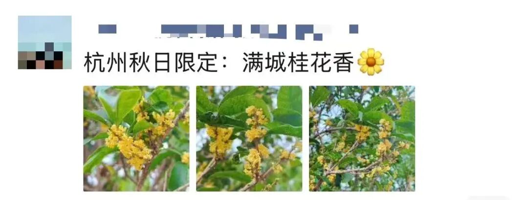 杭州怎么这么香！一夜之间全开了，这里“爆发式”绽放