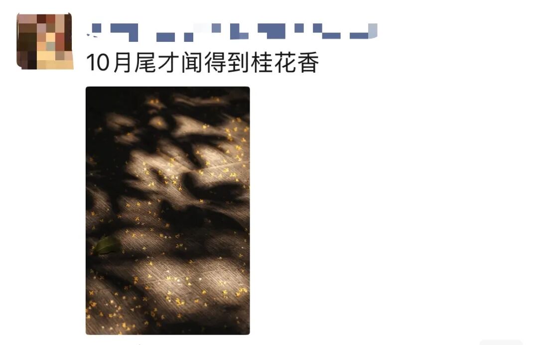 杭州怎么这么香！一夜之间全开了，这里“爆发式”绽放