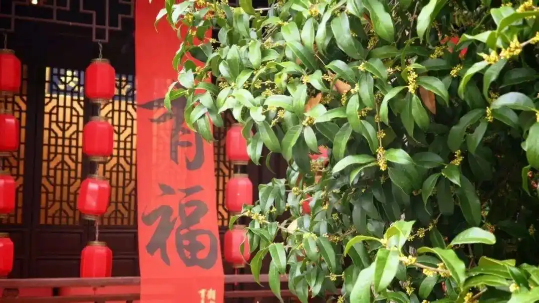 杭州怎么这么香！一夜之间全开了，这里“爆发式”绽放