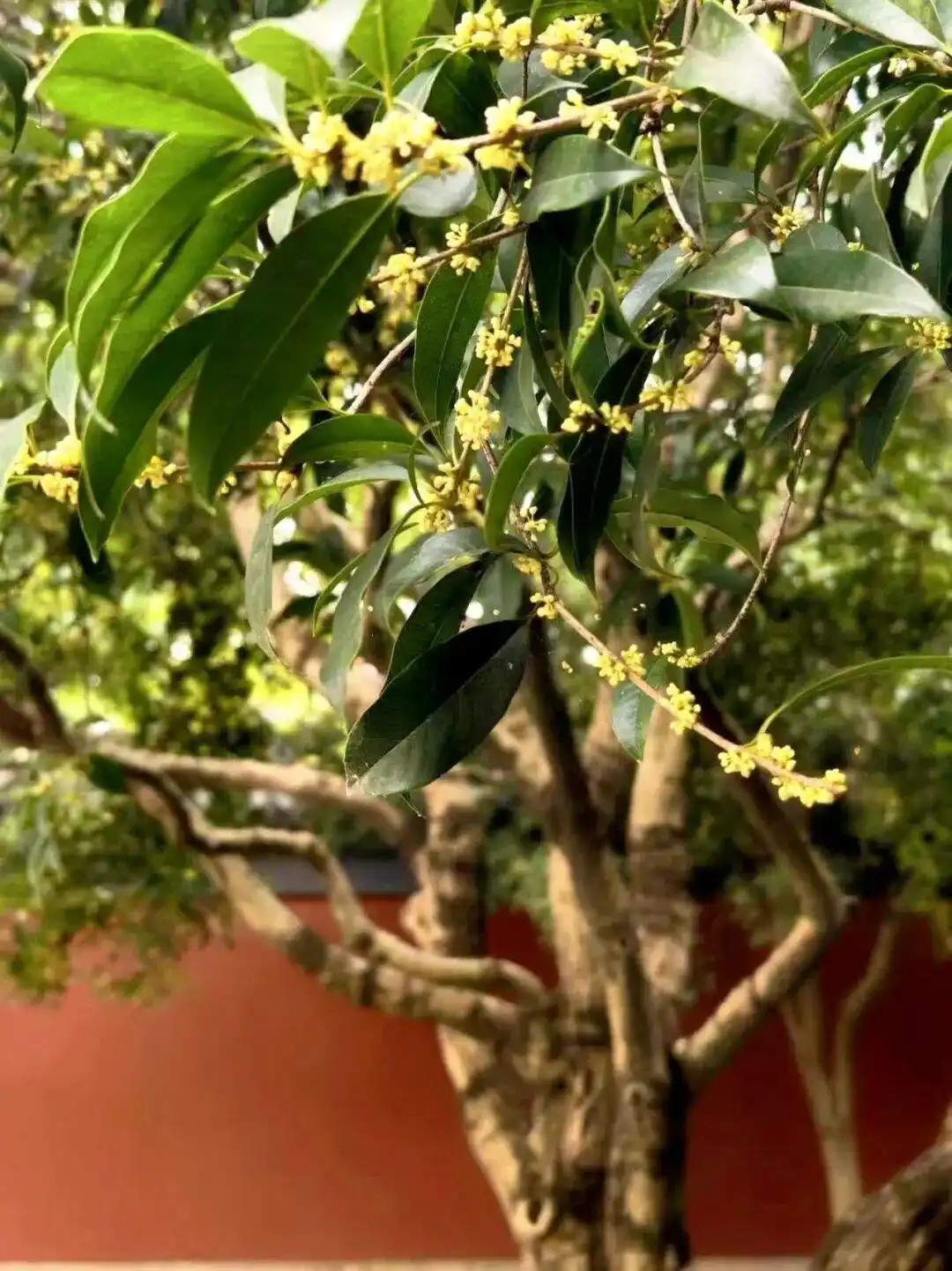 杭州怎么这么香！一夜之间全开了，这里“爆发式”绽放