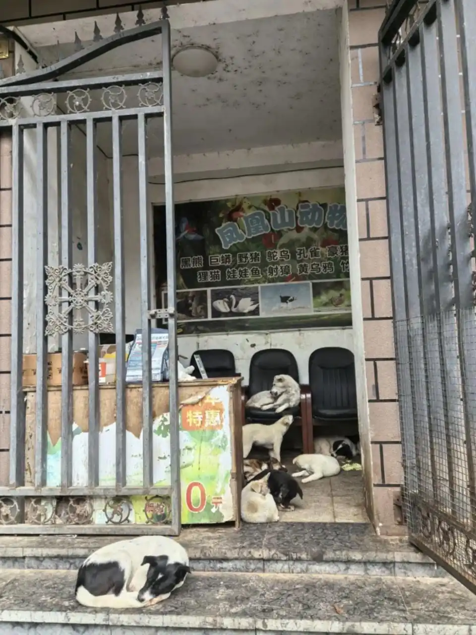 贵州凯里“最寒酸动物园”走红后，湖北恩施“最孤独动物园”获网友“云门票”支持