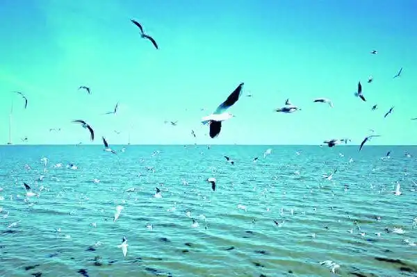 第三届东疆海鸥季活动启幕 乐享秋冬海滨之旅 鸥鸟翩跹“淡季不淡”