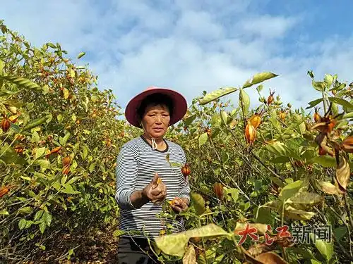 荒山披绿装 老屋成景点——吉安“四融一共”探索乡村振兴新路径