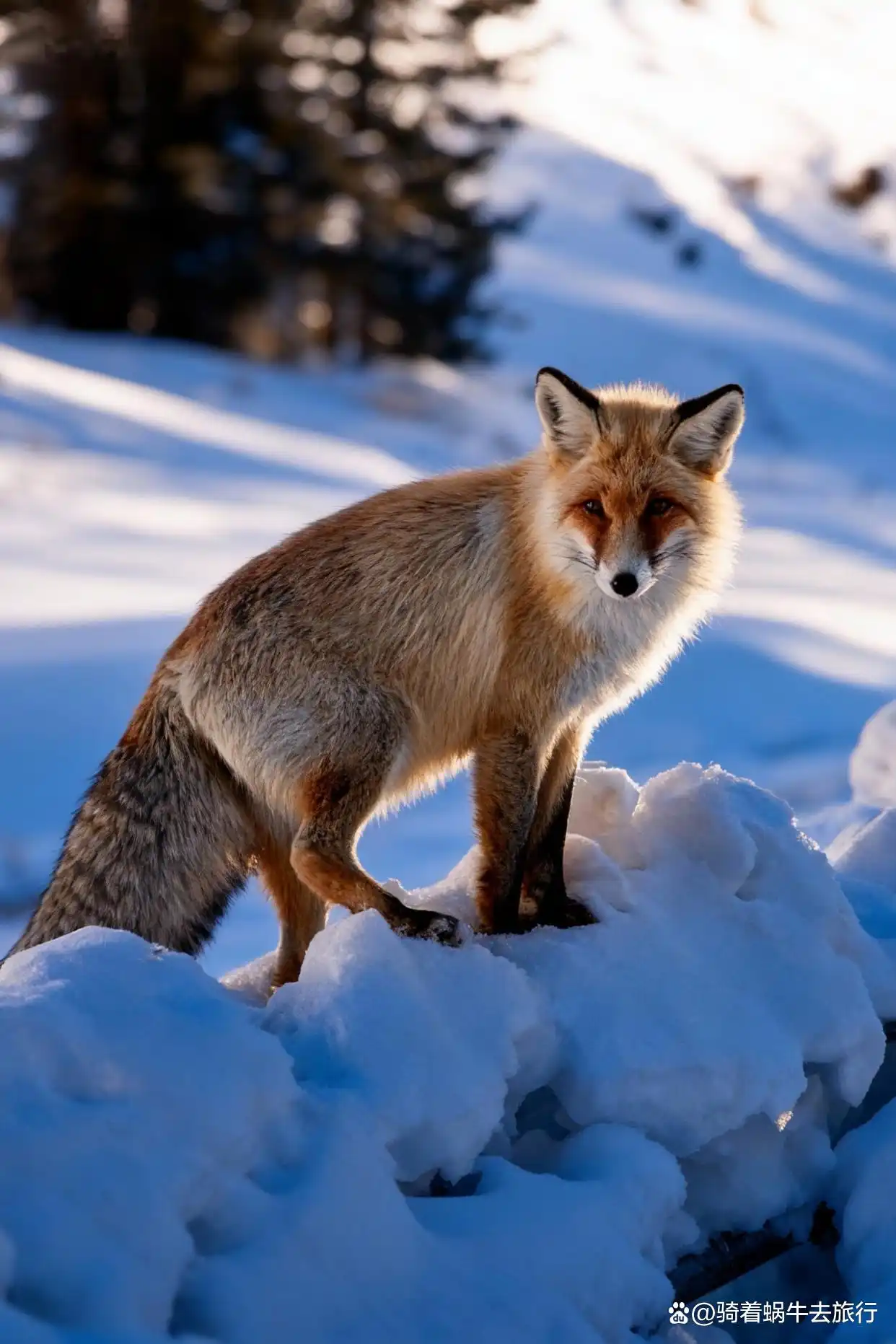 不是北欧去不起，而是冬天的阿勒泰更值得！