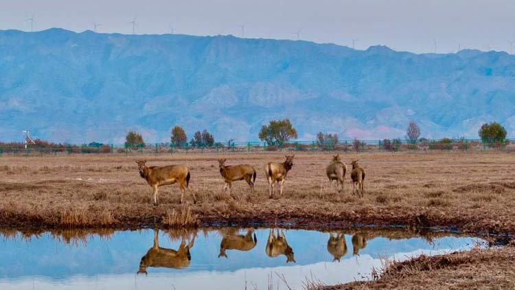 首个秋假四川这些景区宣布免门票