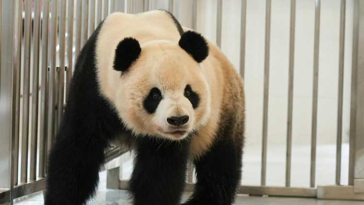 首个秋假四川这些景区宣布免门票